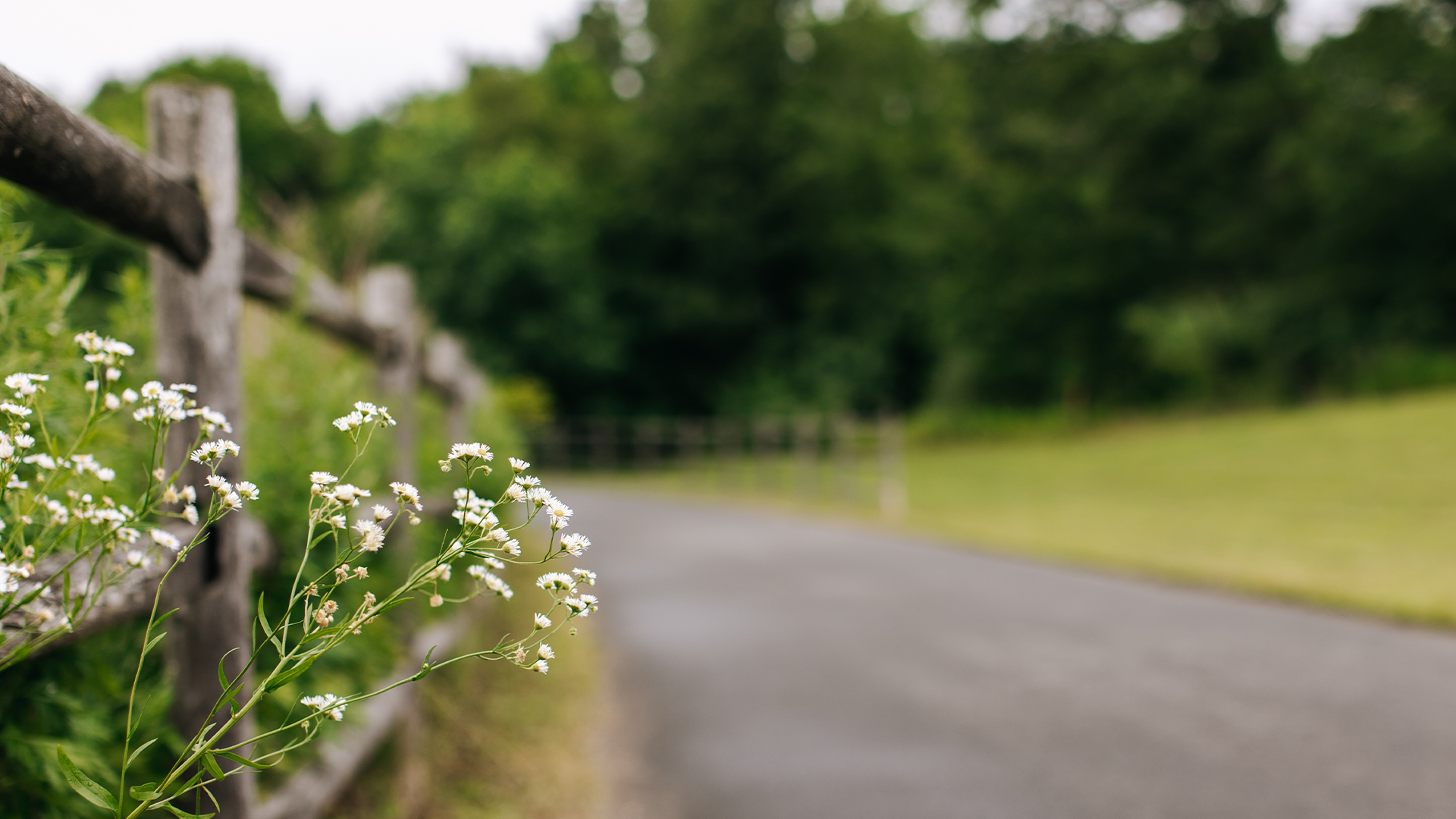 Flowers on the FCHT